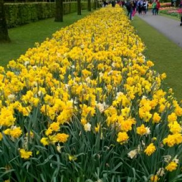 Keukenhof 2018