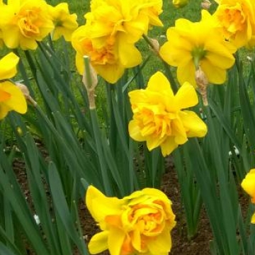 Keukenhof 2018