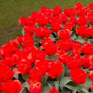 Keukenhof 2018