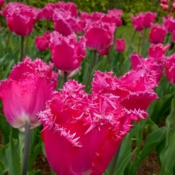 Keukenhof 2018