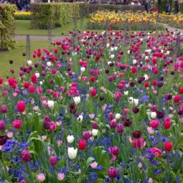 Keukenhof 2018