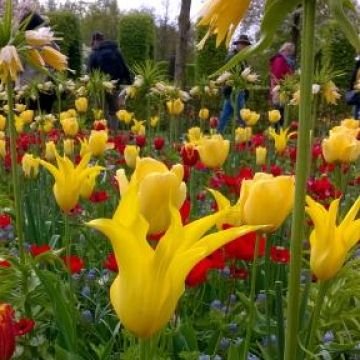 Keukenhof 2018