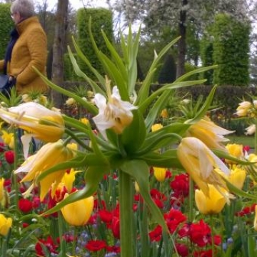 Keukenhof 2018