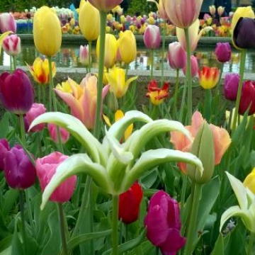 Keukenhof 2018