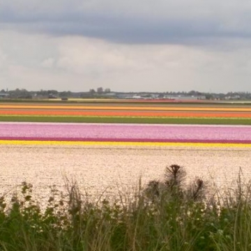 Keukenhof 2018