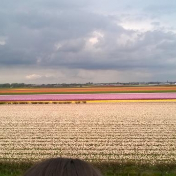 Keukenhof 2018