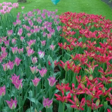 Keukenhof 2018