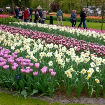 Keukenhof 2018