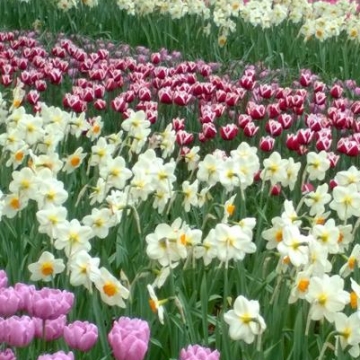 Keukenhof 2018