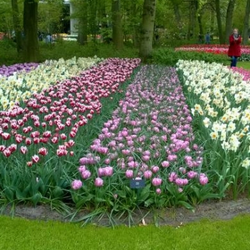 Keukenhof 2018