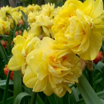 Keukenhof 2018