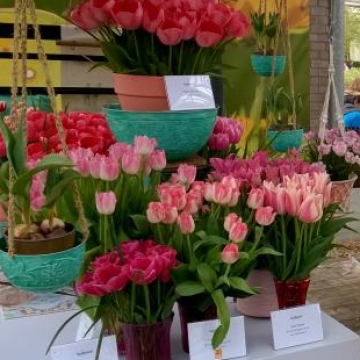 Keukenhof 2018