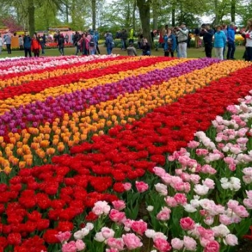 Keukenhof 2018