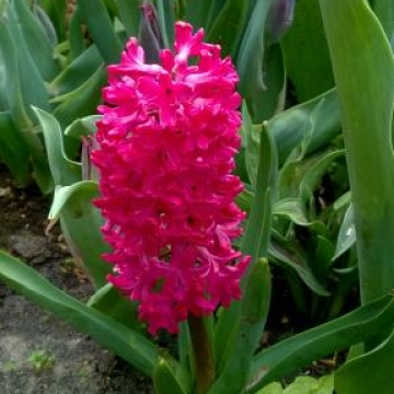 Keukenhof 2018