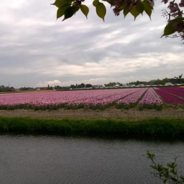 Keukenhof 2018