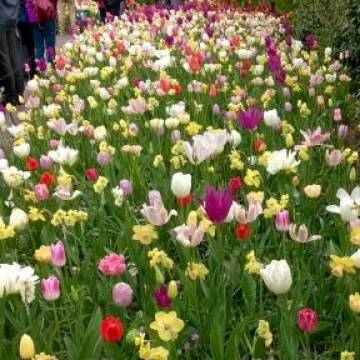 Keukenhof 2018