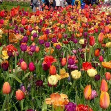 Keukenhof 2018