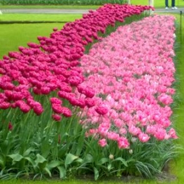 Keukenhof 2018