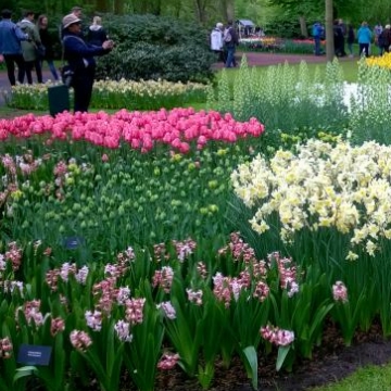 Keukenhof 2018