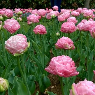 Keukenhof 2018