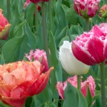 Keukenhof 2018