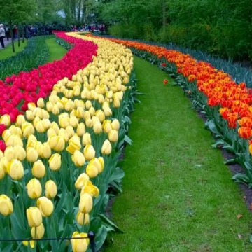 Keukenhof 2018