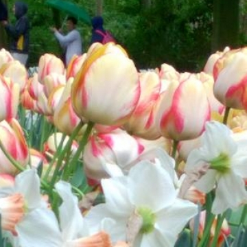 Keukenhof 2018