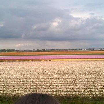 Keukenhof 2018