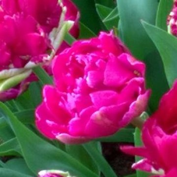 Keukenhof 2018