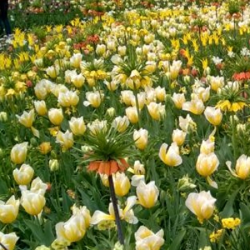 Keukenhof 2018