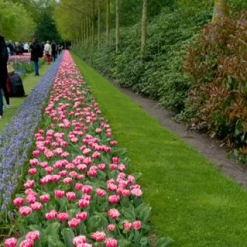 Keukenhof 2018
