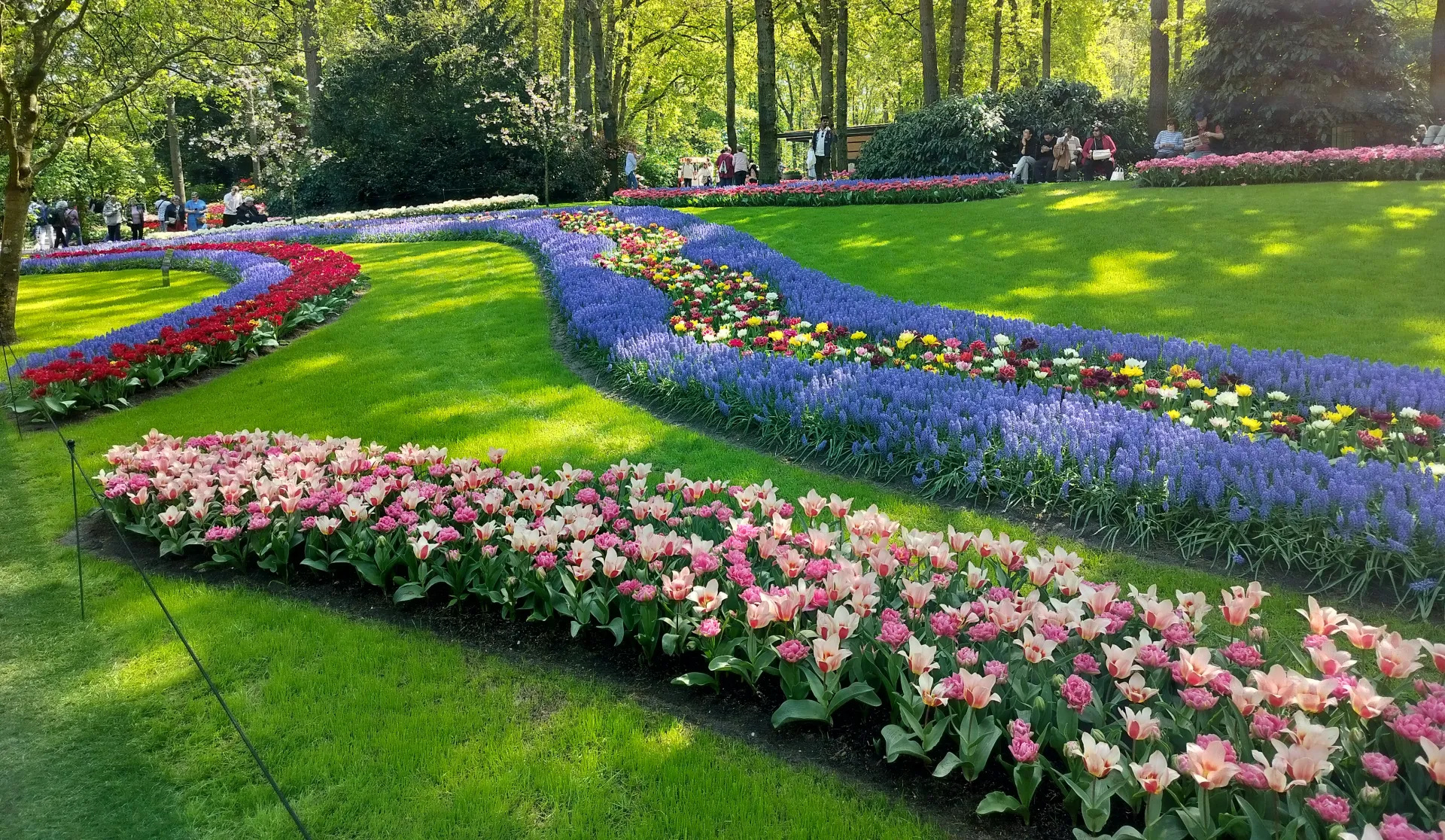 Photo d'un parterre de tulipe et muscaris dans le parc floral de Keukenof
