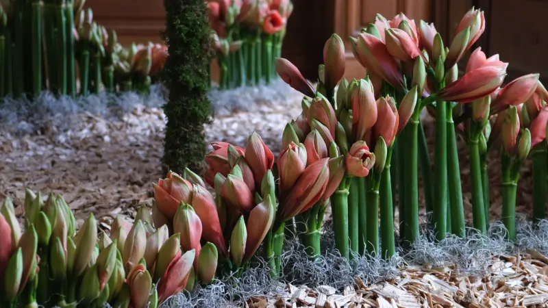 De Pipaix &agrave; Beloeil